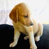 Billy ein Retriever Beagle mix