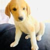 Billy ein Retriever Beagle mix