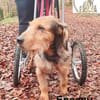 Rollt Snoopy ins Hundeglück?