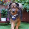 BUDDY-SR, möchte dein Freund werden!