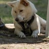 Zuhause gesucht für besonderen 🐕 HERMES