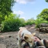 Zuhause gesucht für besonderen 🐕 HERMES