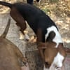 Eleonora-sanfte Hündin sucht Zuhause