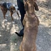 Eleonora-sanfte Hündin sucht Zuhause