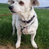 SIMEYA - Goldschatz auf 4 Pfoten 🐾🌟
