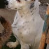 SIMEYA - Goldschatz auf 4 Pfoten 🐾🌟