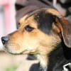 Claria - verschmust u. liebenswert