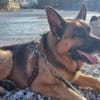 Maxl sucht dringend neues Zuhause