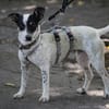 Cindy - Zuhause gesucht