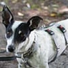 Cindy - Zuhause gesucht