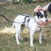 Cindy - Zuhause gesucht