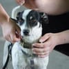 Cindy - Zuhause gesucht