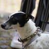 Cindy - Zuhause gesucht