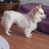 SUZI - klein, lieb und verträglich <3