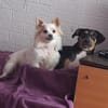 SUZI - klein, lieb und verträglich <3