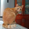 Oliver aus dem Tierschutz