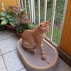 Oliver aus dem Tierschutz