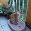Oliver aus dem Tierschutz