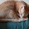 Oliver aus dem Tierschutz