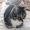 Zutrauliche Katze Milagrin (3 Beine)