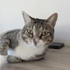 Zutrauliche Katze Milagrin (3 Beine)