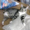 Zutrauliche Katze Milagrin (3 Beine)
