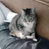 Zutrauliche Katze Milagrin (3 Beine)