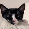 vier Kitten-Rabauken suchen Zuhause zum
