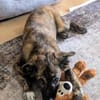 DENVER - wunderbarer Welpenjunge 🐶❤
