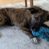 DENVER - wunderbarer Welpenjunge 🐶❤