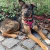 Notfell-HSH-Mix ❤Nelli❤ in 81927 München