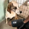 LILLY - sucht verständnisvolle Menschen