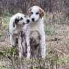 LILLY - sucht verständnisvolle Menschen