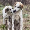 LILLY - sucht verständnisvolle Menschen