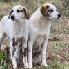 LILLY - sucht verständnisvolle Menschen