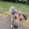Nena sucht aktive Familie,auf PS Leipzig