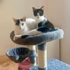 Penny und Pepe suchen gemeinsames Zuhaus