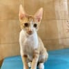 Fritz und Atlas aus dem Tierschutz
