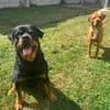 Apollo sucht sein Zuhause