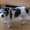 A.J. sucht ein neues Zuhause