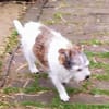 A.J. sucht ein neues Zuhause