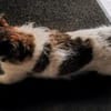 A.J. sucht ein neues Zuhause