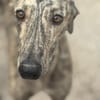 Toni ein wunderschöner Galgojunge