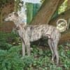 Toni ein wunderschöner Galgojunge