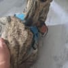 Toni ein wunderschöner Galgojunge