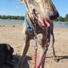 Toni ein wunderschöner Galgojunge