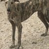 Toni ein wunderschöner Galgojunge