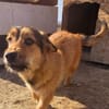 Chester, kleiner Hundemann ganz groß