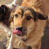 Chester, kleiner Hundemann ganz groß