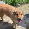Chester, kleiner Hundemann ganz groß